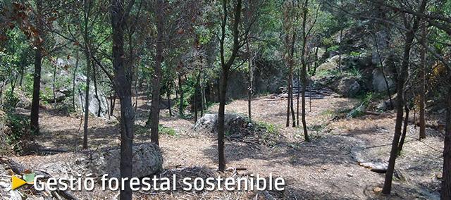 Gestió forestal sostenible Gestió forestal sostenible