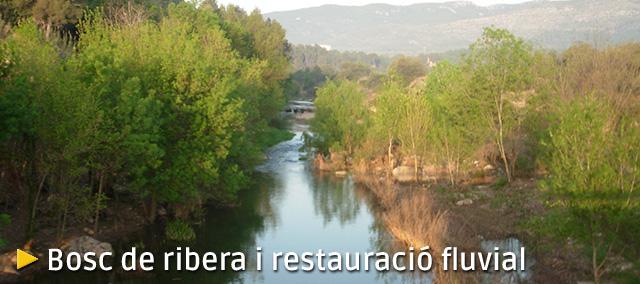 Bosc de ribera i restauració fluvial Bosc de ribera i restauració fluvial