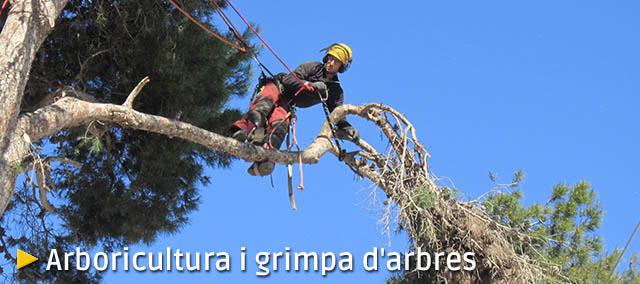 Arboricultura i grimpa d'arbres Arboricultura i grimpa d'arbres